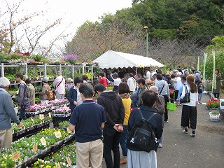 前回の松山植木まつりの販売の様子