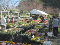 前回の松山植木まつりの販売の様子