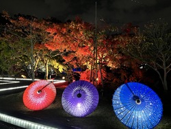 もみじのライトアップ