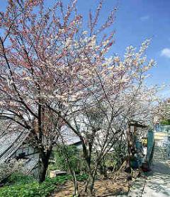 十六日桜