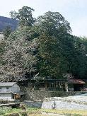 葛掛五社神社社叢