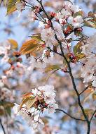 金龍桜の花