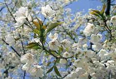 姥桜の花