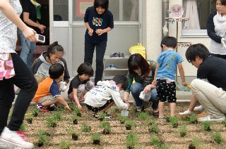 朝美保育園でのポット苗移植作業（H24年6月17日）