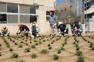 浅海保育園でのポット苗移植作業（H24年6月10日）