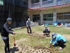 芝生の苗を植えている写真