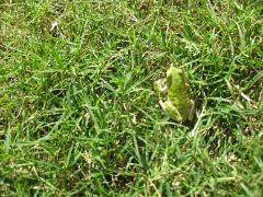 芝生の中見つけた蛙