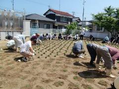 写真：地域のみなさんと一緒に苗植えをしている