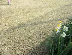 園庭の芝生と水仙の花