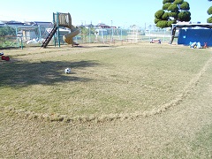 芝生が茶色く様変わりしている写真