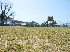 芝生の新芽が園庭一面に生え揃い始めた写真