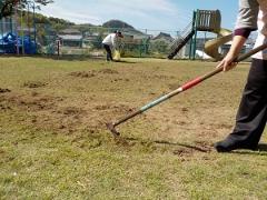 芝生の中の雑草を取り除いている写真