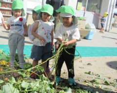子どもたちが芋掘りをしている写真