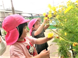 コスモスを見る３歳児の写真