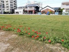 芝生の横にポーチュラカが咲いている写真