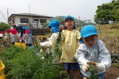 野菜収穫の写真