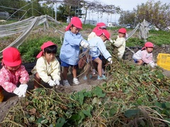 サツマイモ収穫の写真