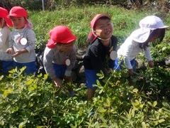 落花生収穫の写真