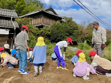 サツマイモ収穫