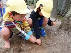 木の根を引っ張る様子