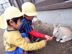 3歳児がウサギにえさをやっている様子