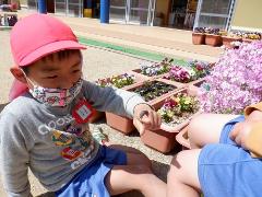 ツマグロヒョウモンの幼虫を触っている様子