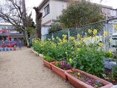 菜の花が大きくなっている様子