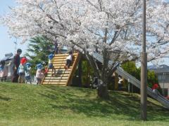 ゴリラ公園での様子