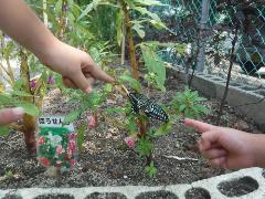 アゲハチョウが蜜を吸っている様子