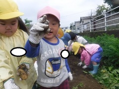 野菜収穫の様子