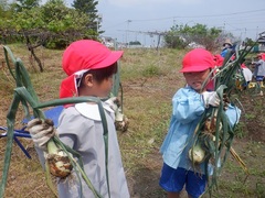 野菜収穫の様子