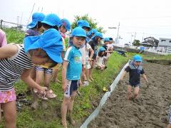 田んぼの様子