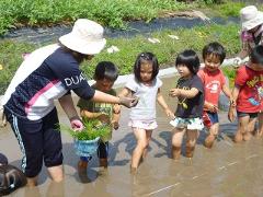 田植え