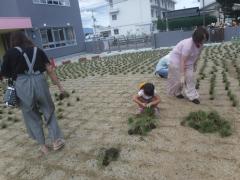 芝生を並べている様子