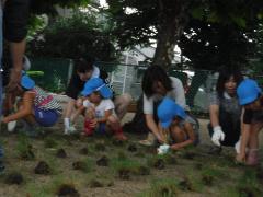 芝生を植えている様子