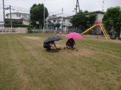 ポットの芝生を植えている写真