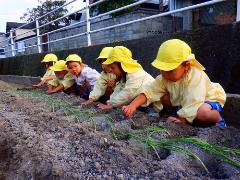 3歳児がタマネギ植をしている様子