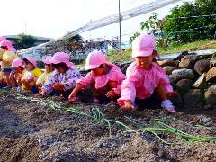 3歳児がタマネギ植をしている様子