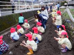 じゃがいも植えの様子