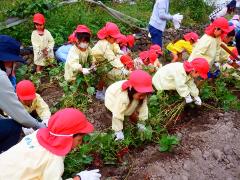 芋掘りをしている幼児の写真