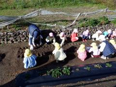 タマネギの苗植えをしている幼児の写真