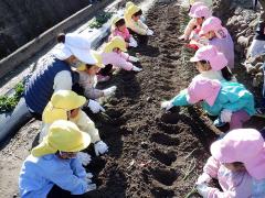 タマネギの苗植えをしている幼児の写真