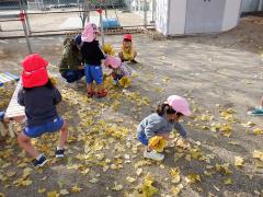 イチョウの葉を集めている幼児の写真