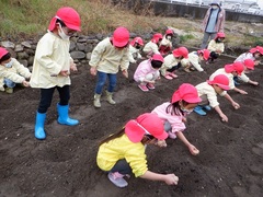 畑でじゃがいも植えをする幼児の写真