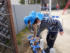 ちゅうりっぷの水やりをする幼児の写真