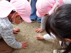 芝生の新芽を見付ける幼児の写真