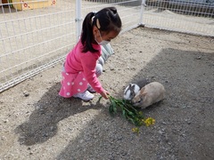 うさぎに菜の花をあげる幼児の写真