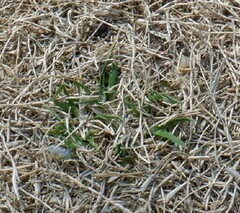 芝生の新芽の写真