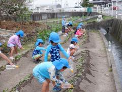 年長児がサツマイモの苗にペットボトルで水をあげている写真