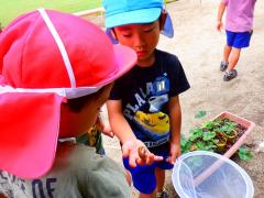 幼児が園庭で見付けたセミの抜け殻を見ている写真